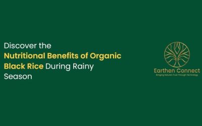 Discover the Nutritional Benefits of Organic Black Rice during Rainy Season