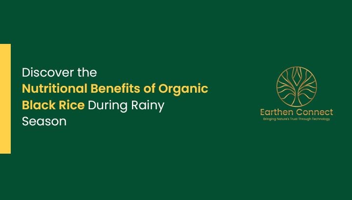 Discover the Nutritional Benefits of Organic Black Rice during Rainy Season