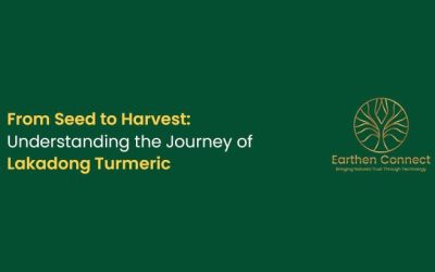 From Seed to Harvest: Understanding the Journey of Lakadong Turmeric
