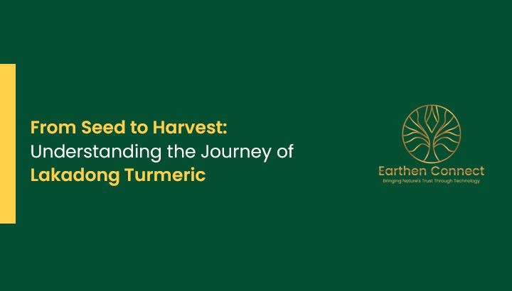 From Seed to Harvest: Understanding the Journey of Lakadong Turmeric