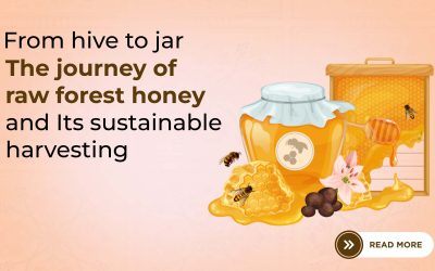 From Hive to Jar: The Journey of Raw Forest Honey and Its Sustainable Harvesting